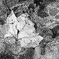Winter Decay
